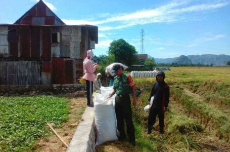 Sesuai Intruksi Presiden, Babinsa Kabba Panen Raya Bersama Petani