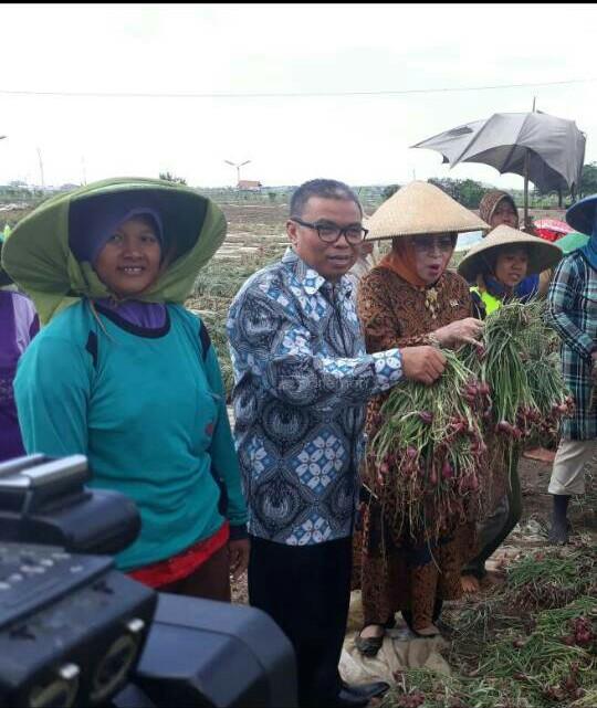  Pedagang Tentukan Harga Bawang Merah, DPR Minta Pemerintah Turun Tangan!