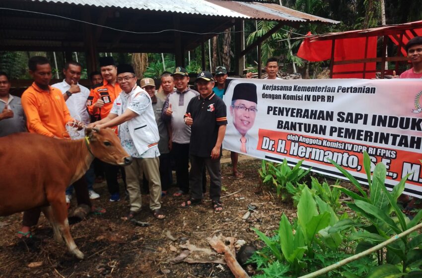  Di Sijunjung, Hermanto Serahkan Sapi Indukan untuk Peternak