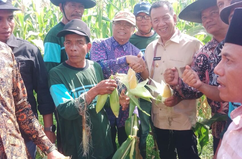  Detik-detik Hermanto Keliling Dapil, Singgah di Pesisir Selatan Panen Jagung